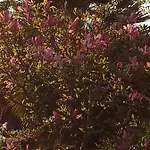 Magnolia