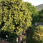 Magnolia