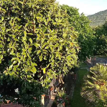 Magnolia