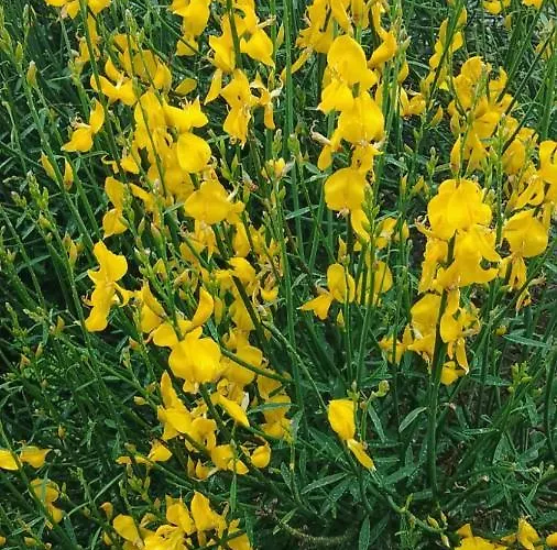 Appartement Magnolia *