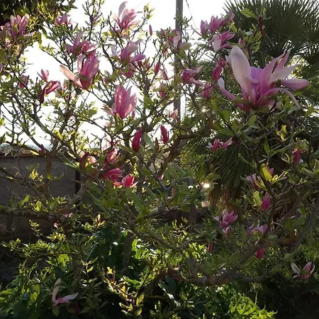 Apartment Magnolia *