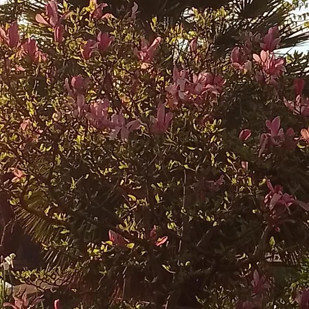 Magnolia