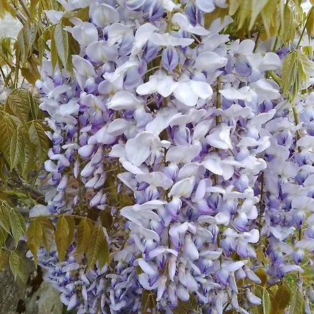 Magnolia شقة